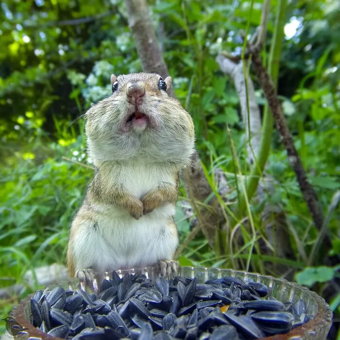 Woman Puts Camera On Bird Feeder In Her Yard To See Who Comes To Visit (50 Best Pics)