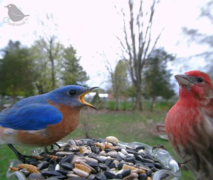 Woman Puts Camera On Bird Feeder In Her Yard To See Who Comes To Visit (50 Best Pics)