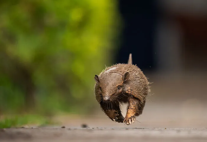 Yellow Armadillo
