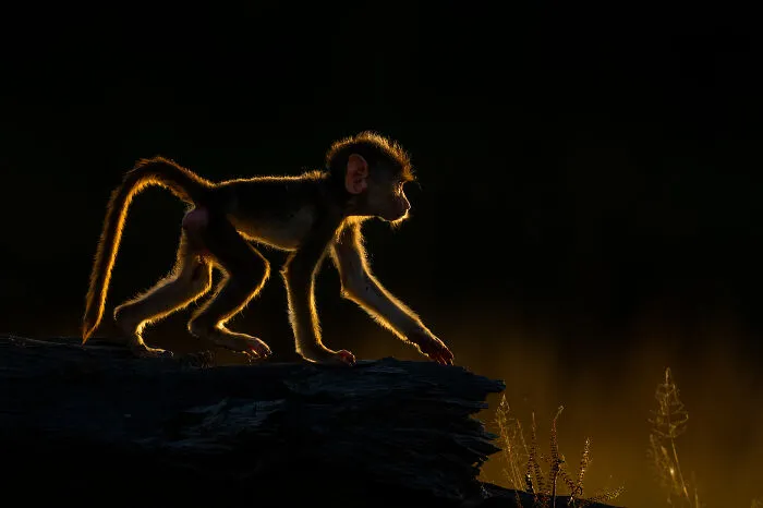 Yellow Baboon