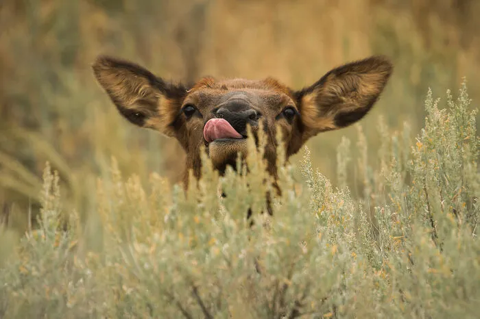 This Photographer Captures The Beauty Of Wildlife And Nature, And Here Are His 50 Best Shots