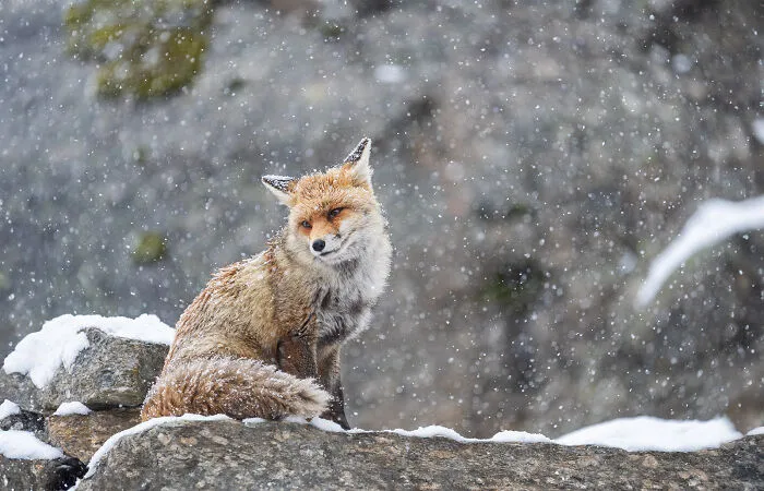 This Photographer Captures The Beauty Of Wildlife And Nature, And Here Are His 50 Best Shots