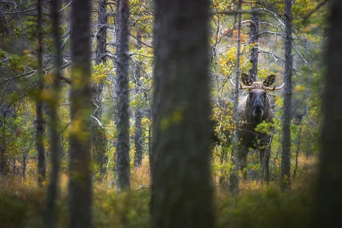 This Photographer Captures The Beauty Of Wildlife And Nature, And Here Are His 50 Best Shots