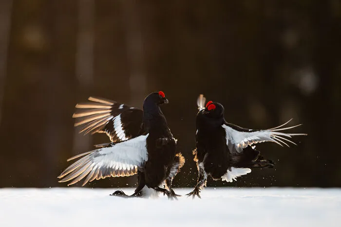This Photographer Captures The Beauty Of Wildlife And Nature, And Here Are His 50 Best Shots