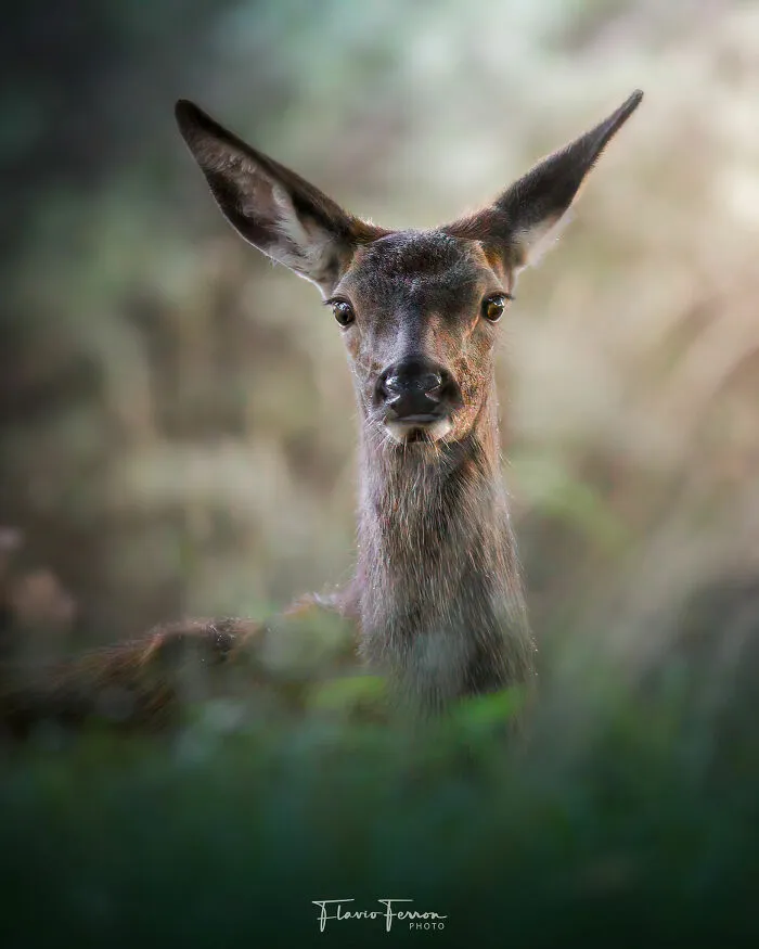 Close-up portrait of a deer in natural habitat, showing how respecting nature creates stunning photos by a wildlife photographer.