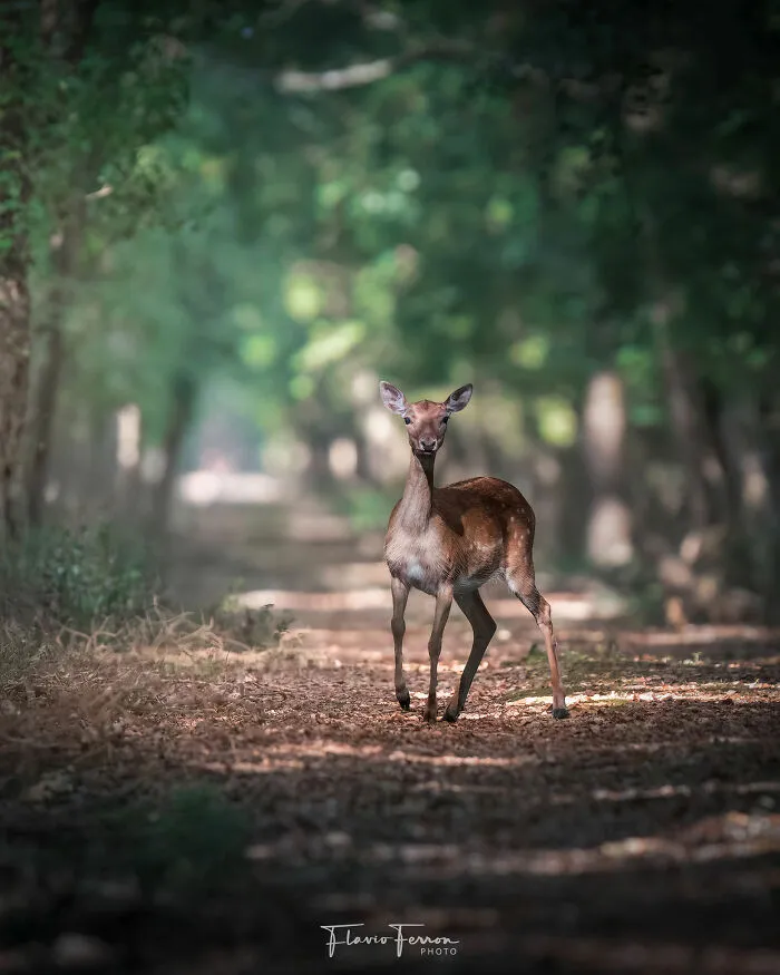 Young deer standing on a forest path, showcasing stunning photos created by respecting nature and wildlife.