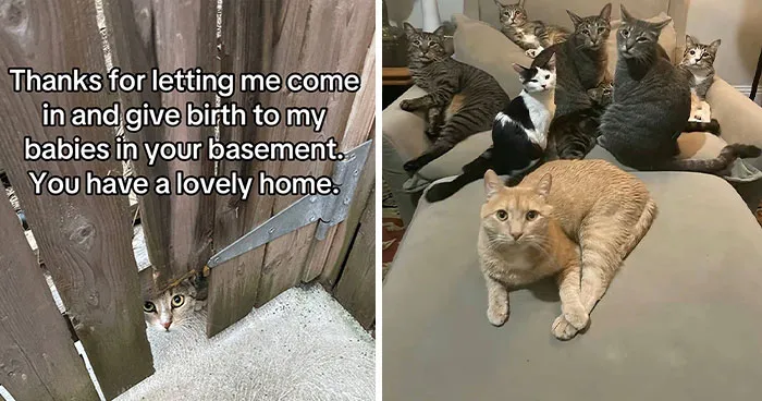This New Trend Has People Sharing Their Tearjerking Pet Adoption Stories And These 50 Made Us Cry