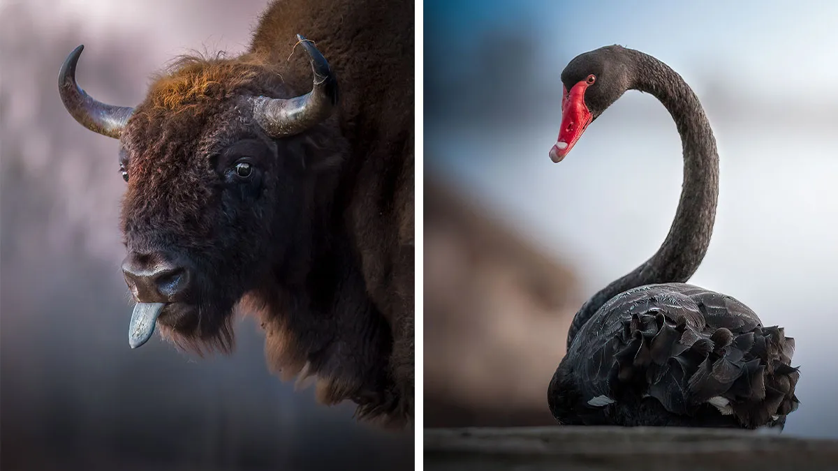This Photographer Captured 40 Breathtaking Shots Of Wildlife
