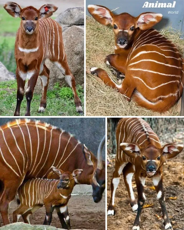 Striped Bongo Calf – The Forest’s Golden Wonder