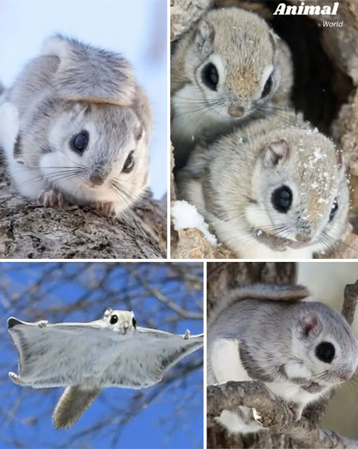 The Flying Dwarf Squirrel – Nature’s Tiny Night Glider