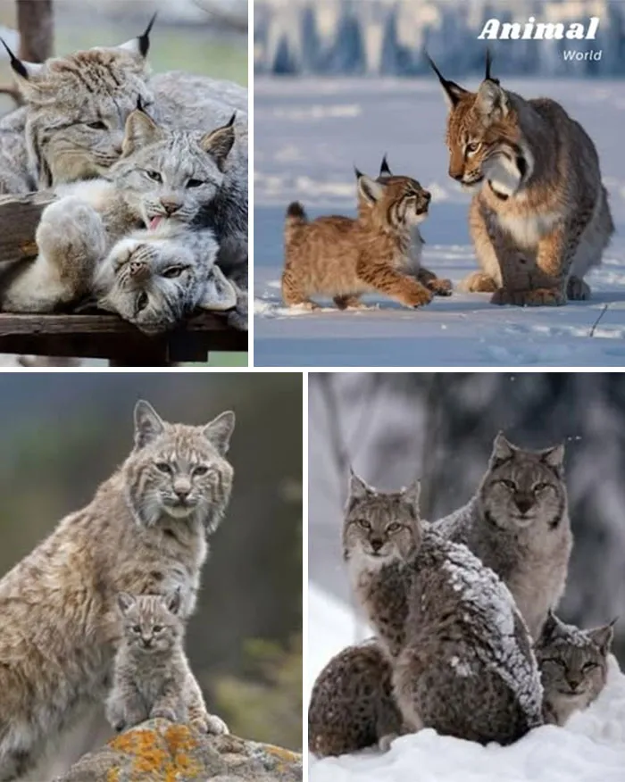 Silent Legend In The Snow – The Lynx And Her Cub