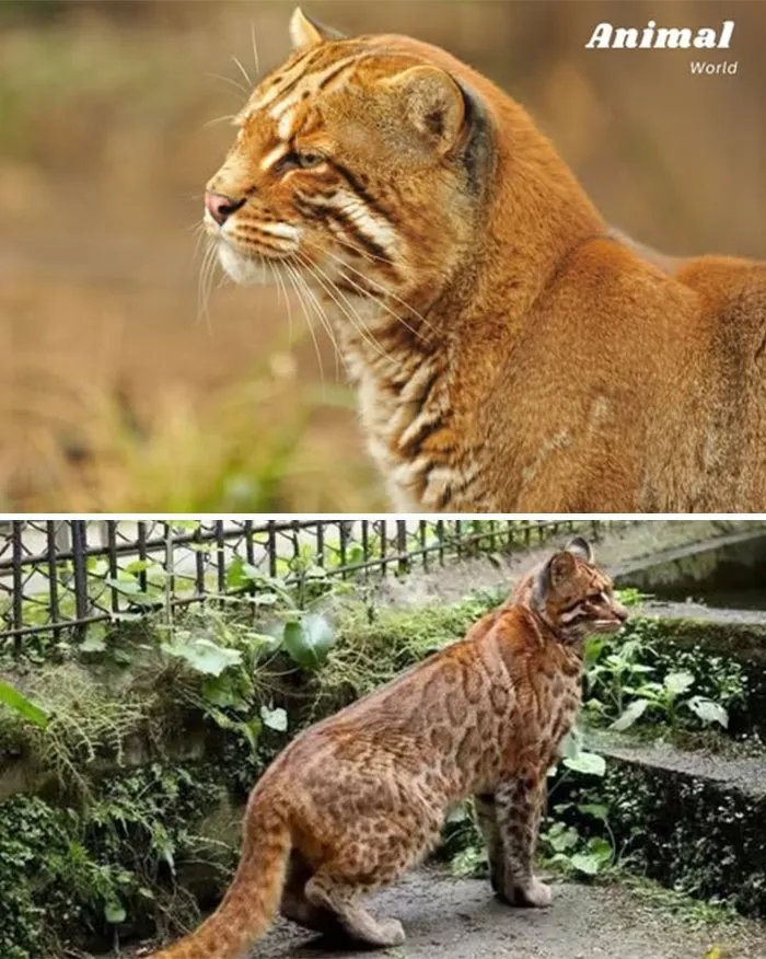 Asian Golden Cat – The Elusive Jungle Ghost