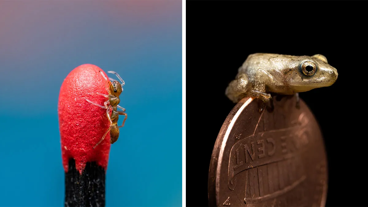 23 Amazing Shots Featuring Various Species Of Animals By This Photographer
