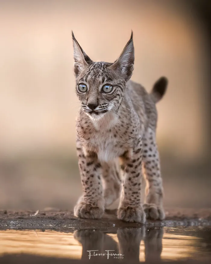 This Photographer Captured 40 Breathtaking Shots Of Wildlife