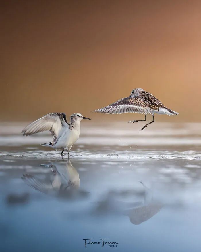 Two shorebirds in shallow water with soft reflections, showcasing stunning nature photography by respecting wildlife habitats.
