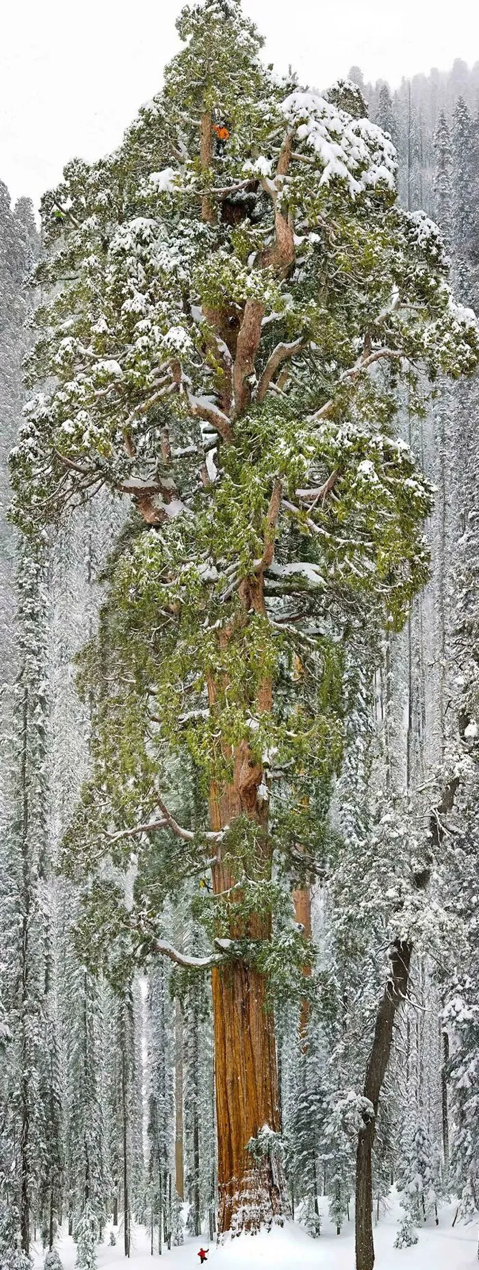 A Man And A 3,200 Year Old Sequoia Tree In California’s Sequoia National Park