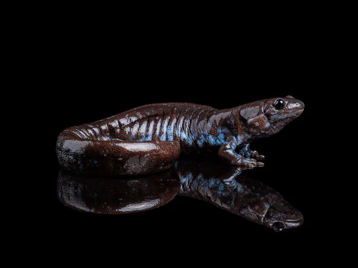 23 Amazing Shots Featuring Various Species Of Animals By This Photographer