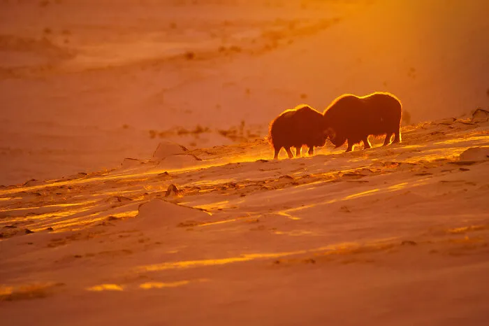 This Photographer Captures The Beauty Of Wildlife And Nature, And Here Are His 50 Best Shots