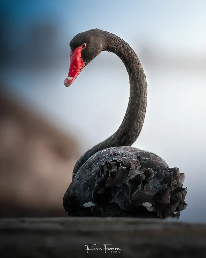 This Photographer Captured 40 Breathtaking Shots Of Wildlife