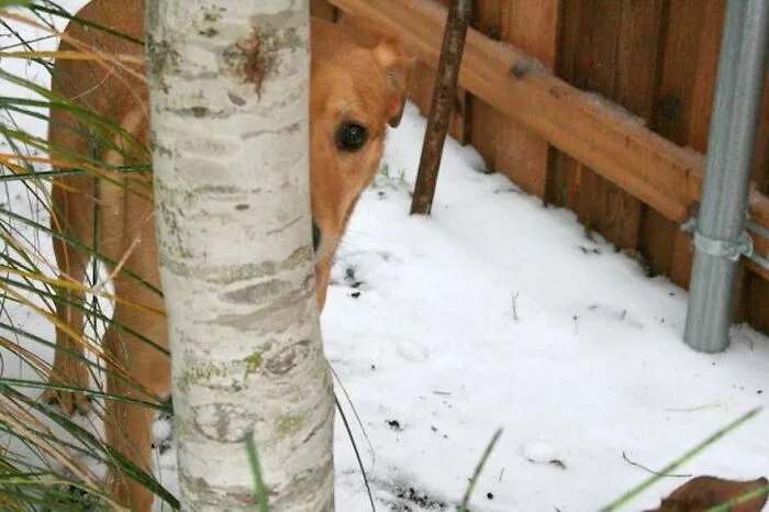 Master Of Hide And Seek