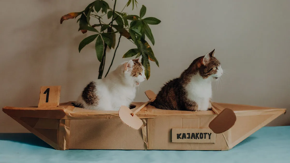 My Cats Trained Hard For Their Own Sports Calendar, And The Photos Are Gold Medal-Worthy (13 Pics)