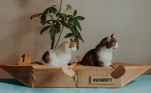 My Cats Trained Hard For Their Own Sports Calendar, And The Photos Are Gold Medal-Worthy (13 Pics)