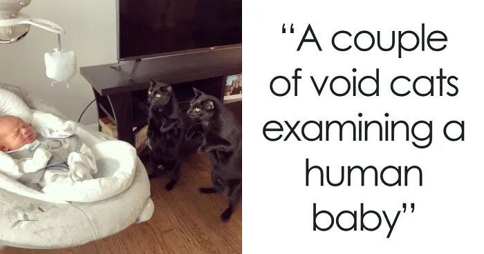 "Cats Are Aliens": 50 Pics Of Cats That Just Might Prove They're From Another Planet