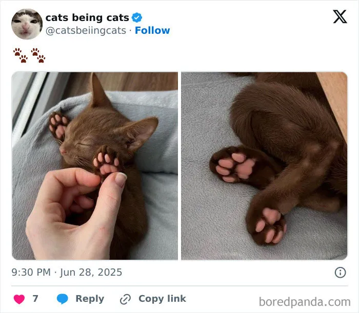 50 Humorous Posts That Prove Cats Just Need To Be Themselves In Order To Be Funny