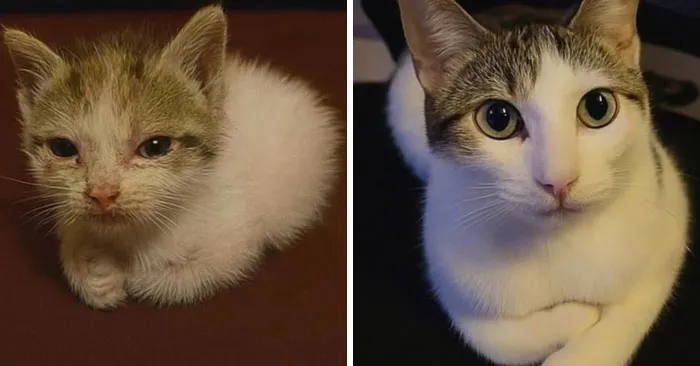 50 Humorous Posts That Prove Cats Just Need To Be Themselves In Order To Be Funny