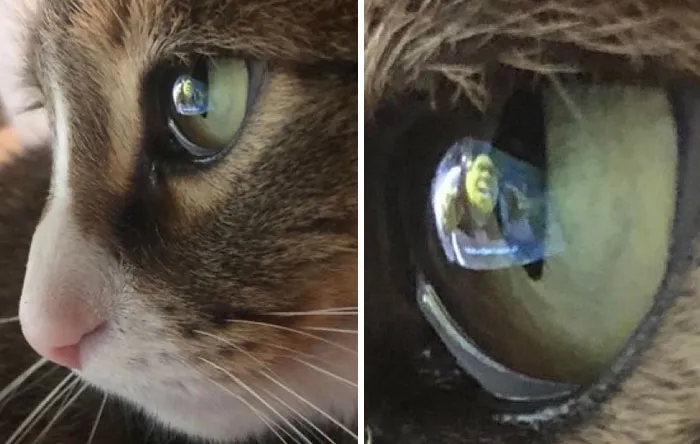 50 Humorous Posts That Prove Cats Just Need To Be Themselves In Order To Be Funny