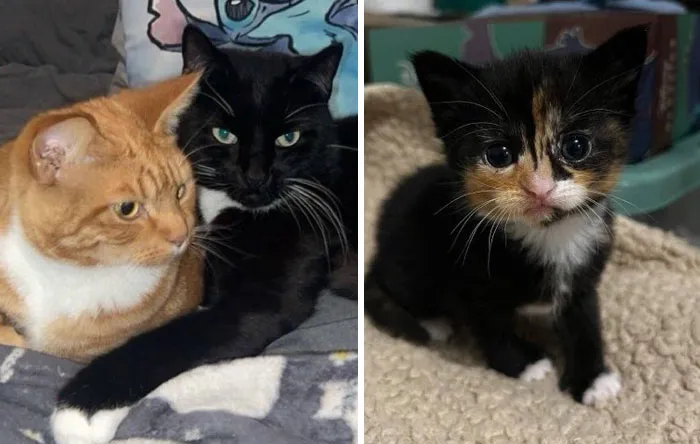 50 Humorous Posts That Prove Cats Just Need To Be Themselves In Order To Be Funny
