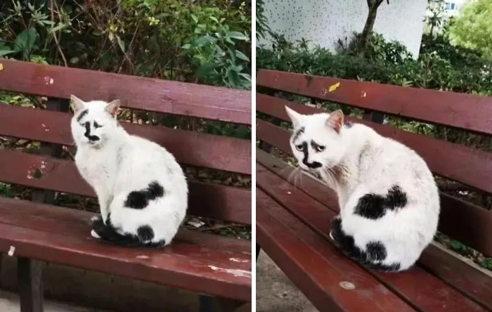 50 Humorous Posts That Prove Cats Just Need To Be Themselves In Order To Be Funny