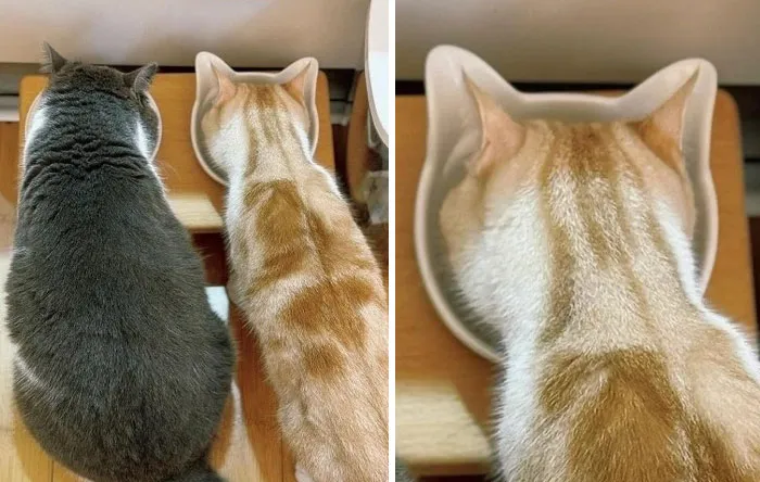 50 Humorous Posts That Prove Cats Just Need To Be Themselves In Order To Be Funny