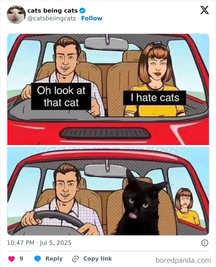50 Humorous Posts That Prove Cats Just Need To Be Themselves In Order To Be Funny