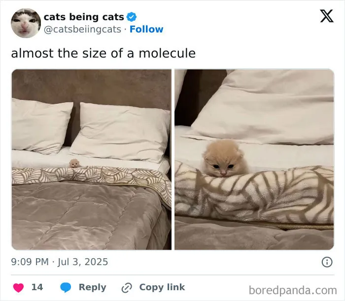 50 Humorous Posts That Prove Cats Just Need To Be Themselves In Order To Be Funny