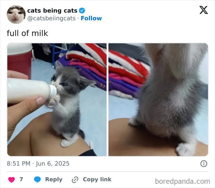 50 Humorous Posts That Prove Cats Just Need To Be Themselves In Order To Be Funny