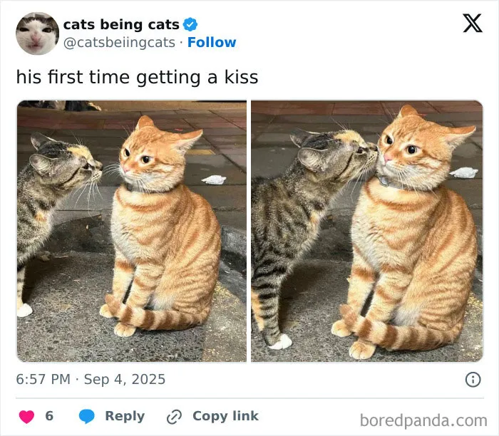50 Humorous Posts That Prove Cats Just Need To Be Themselves In Order To Be Funny