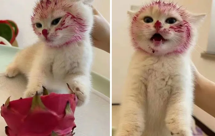 50 Humorous Posts That Prove Cats Just Need To Be Themselves In Order To Be Funny
