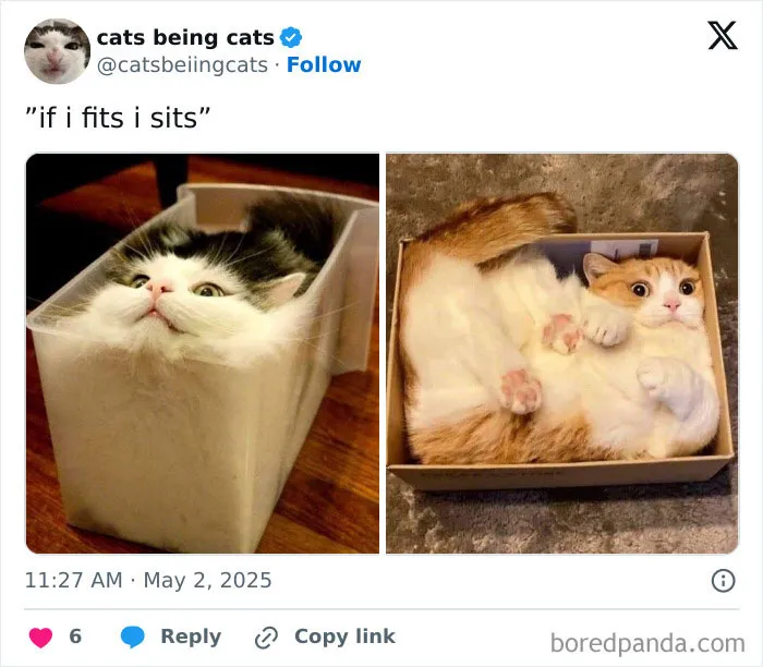 50 Humorous Posts That Prove Cats Just Need To Be Themselves In Order To Be Funny