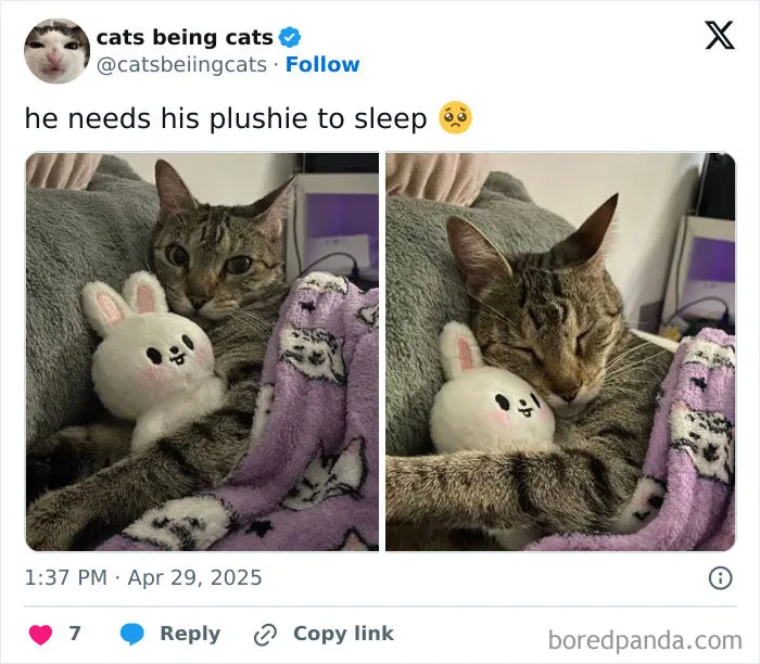 50 Humorous Posts That Prove Cats Just Need To Be Themselves In Order To Be Funny