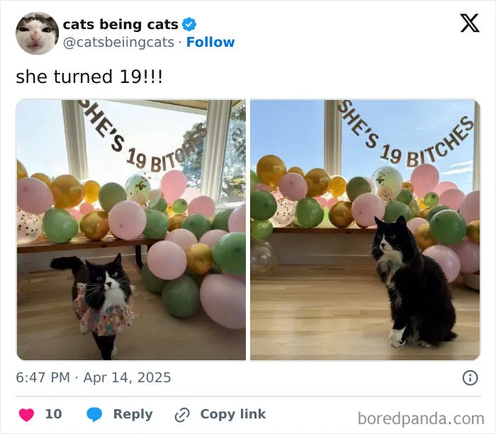 50 Humorous Posts That Prove Cats Just Need To Be Themselves In Order To Be Funny