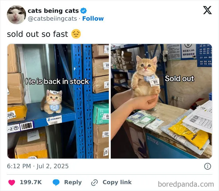 50 Humorous Posts That Prove Cats Just Need To Be Themselves In Order To Be Funny