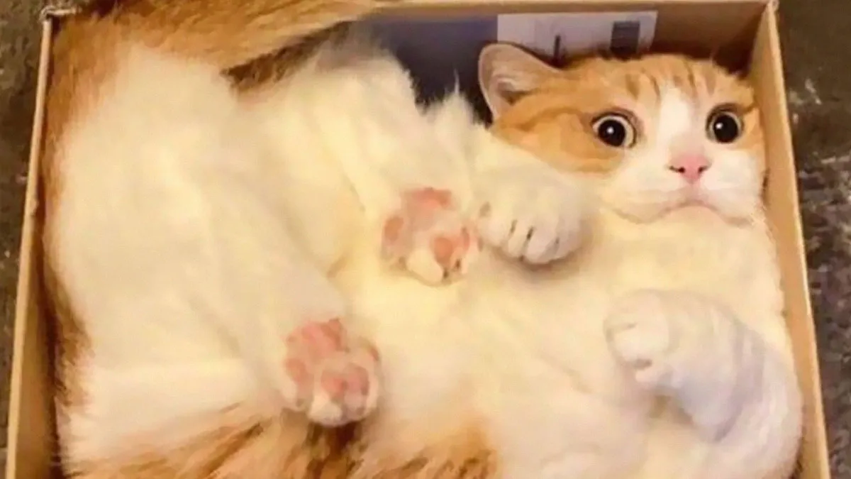 50 Humorous Posts That Prove Cats Just Need To Be Themselves In Order To Be Funny