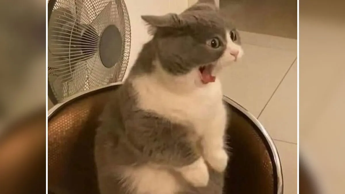 46 Chubby Cats That Will Melt Your Heart With Their Adorableness