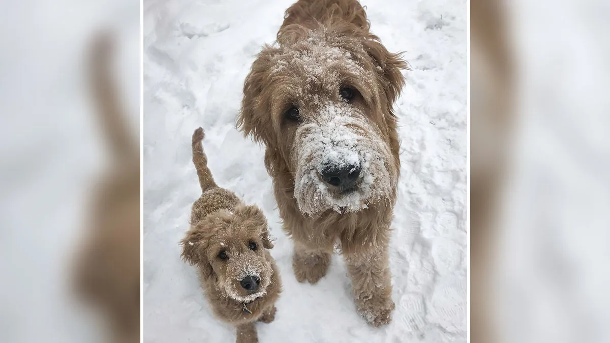 “Seeing Double Edits”: 34 Animals Meet Their Younger Selves In Adorable Photo Edits