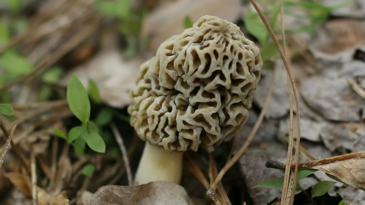 "I'm Glad I'm Poor": Scientists Link Wealthy-Favored Superfood To ALS, Or Lou Gehrig’s Disease