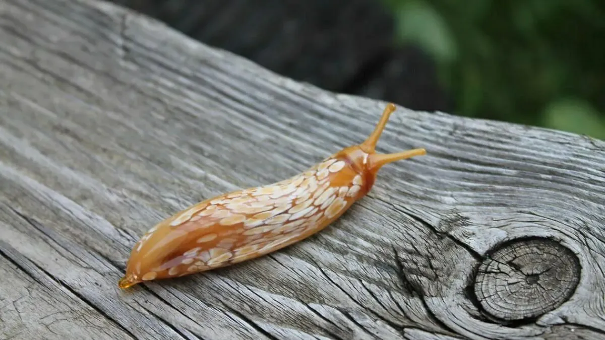 Tiny Glass Slugs I Crafted (8 Pics)