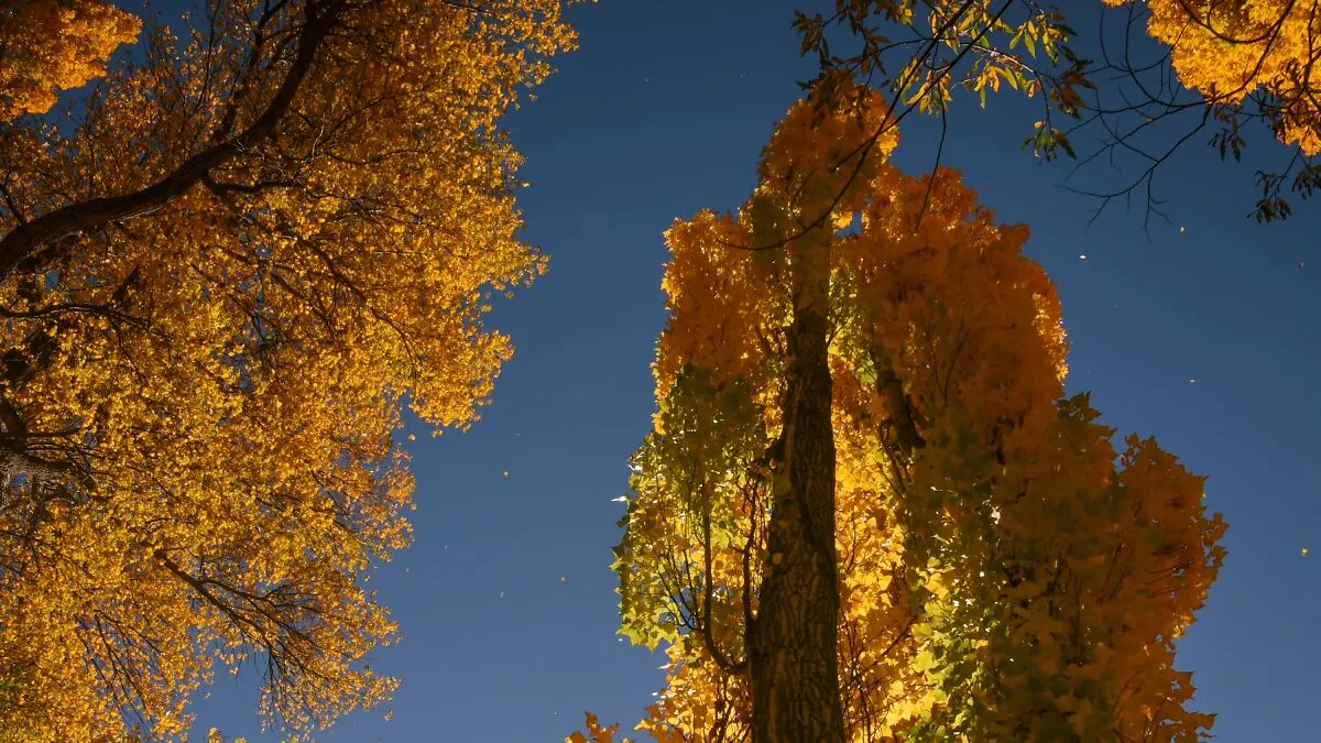 Hey Pandas, Post Your Autumn Vibe Photos That You Took (Closed)