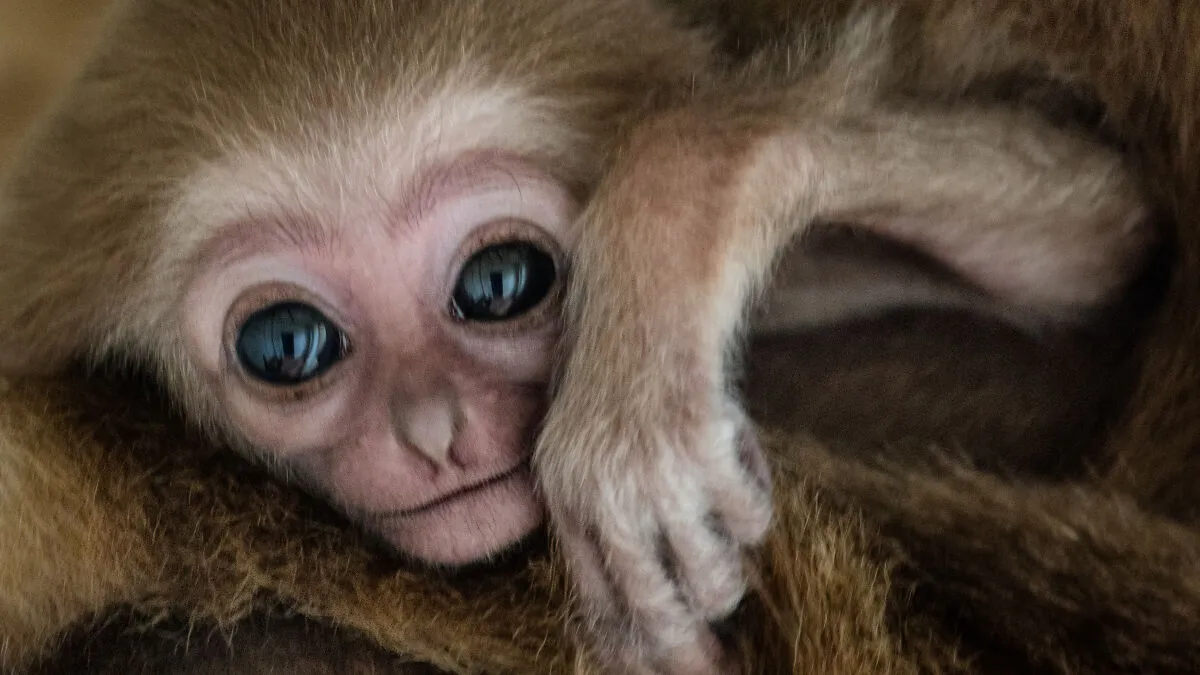 This Baby Gibbon Just Won The Internet With One Hug
