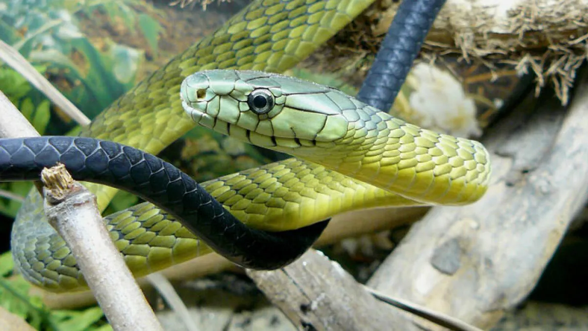 Paramedics Face Disciplinary Action For Giving Life-Saving Antivenom To Snakebite Victim